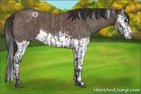 Horse Color:Blue Roan Sabino Splash and Bay Roan Sabino Splash