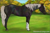 Horse Color:Midnight Silver Black 