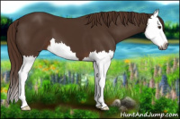Horse Color:Gray Chestnut Splash 