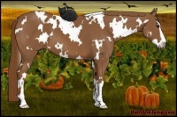 Horse Color:White Spotted Chestnut Sabino 