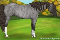 Horse Color:Liver Red Roan Rabicano