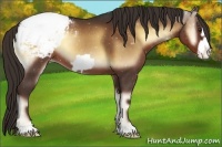Horse Color:Liver Red Onyx Frame Appaloosa 