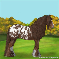 Horse Color:Gray Chestnut Sabino Appaloosa 