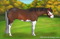 Horse Color:Bay Splash Frame