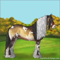 Horse Color:White Spotted Buckskin Onyx 