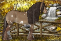 Horse Color:White Spotted Liver Red Dun