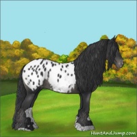 Horse Color:Black Appaloosa Rabicano