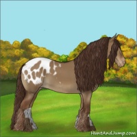 Horse Color:Liver Red Dun Appaloosa 