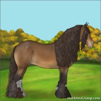 Horse Color:Buckskin Sabino Appaloosa Rabicano 