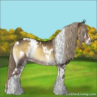 Horse Color:White Spotted Chocolate Palomino Onyx Rabicano 