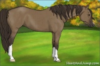 Horse Color:Liver Red Dun Brindle 