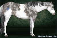 Horse Color:White Spotted Grullo Frame 