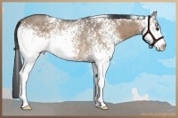 Horse Color:White Spotted Brown Roan Dun Rabicano 
