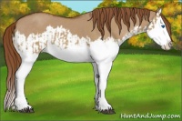 Horse Color:Red Dun Splash  and Red Dun Splash 