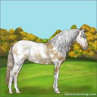 Horse Color:White Spotted Chocolate Palomino Dun Rabicano