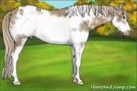 Horse Color:Chocolate Palomino Roan Sabino Splash Frame Appaloosa