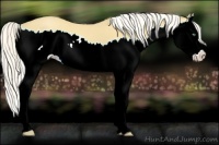 Horse Color:Silver Amber Cream Champagne Roan Splash 