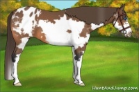 Horse Color:Bay Splash Frame Appaloosa 