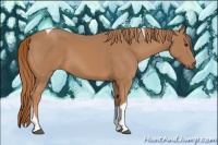 Horse Color:Chestnut Tobiano 