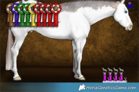 Horse Color:Brown Splash Appaloosa Rabicano