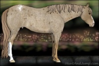 Horse Color:Chocolate Palomino Roan Appaloosa