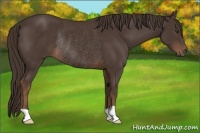 Horse Color:Liver Chestnut Rabicano 