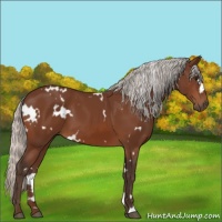 Horse Color:Unknown 