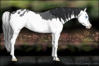 Horse Color:Blue Roan Splash Appaloosa 