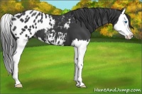 Horse Color:Black Splash Near Leopard 