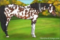 Horse Color:Bay Appaloosa 