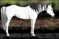 Horse Color:Bay Ice Roan Splash Appaloosa 