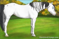 Horse Color:Black Splash Appaloosa Rabicano 