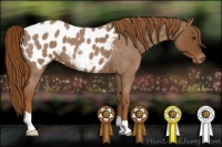 Horse Color:Red Roan Appaloosa 