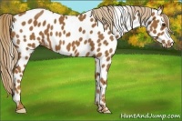 Horse Color:Chestnut Appaloosa 
