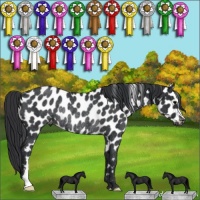 Horse Color:Black Appaloosa Rabicano 