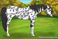 Horse Color:Blue Roan Appaloosa 