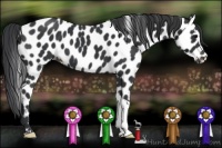 Horse Color:Black Appaloosa 