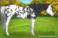 Horse Color:Black Splash Appaloosa 
