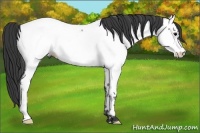 Horse Color:Blue Roan Appaloosa Rabicano 