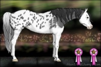 Horse Color:Blue Roan Splash Near Leopard 