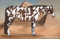 Horse Color:Liver Chestnut Leopard 