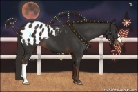 Horse Color:Liver Chestnut Appaloosa 