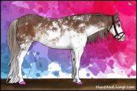 Horse Color:Liver Chestnut Sabino 