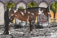 Horse Color:White Spotted Liver Chestnut Sabino 