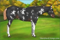 Horse Color:White Spotted Liver Chestnut Tobiano 