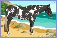 Horse Color:White Spotted Liver Chestnut Rabicano 