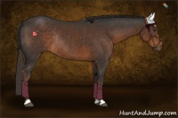 Horse Color:Liver Chestnut Rabicano 