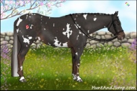 Horse Color:White Spotted Liver Chestnut 