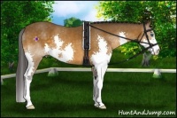 Horse Color:Buckskin Splash 