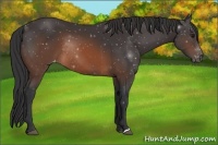 Horse Color:Brown Varnish Rabicano 